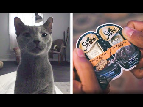 A Cat's Eye View // Presented By SHEBA®
