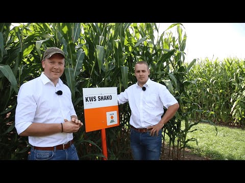 Mais-Blog - Teil 27 (Feldtag)