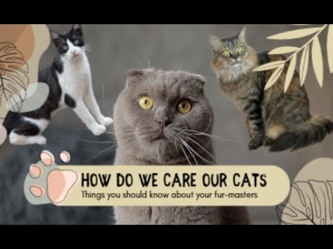 How Do We Care Our Cats || Beginners Guide for Cat's Owner || Bryllez Channel