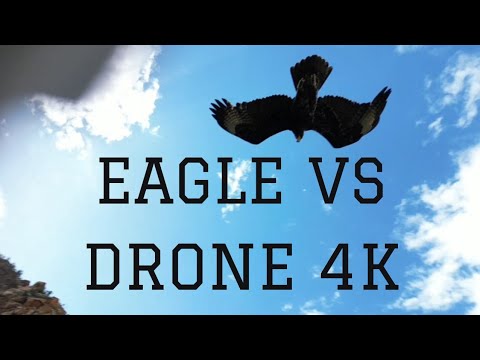Eagle vs Drone 4K Slow Motion - Verreaux's Eagle attack (Witkruisarend)