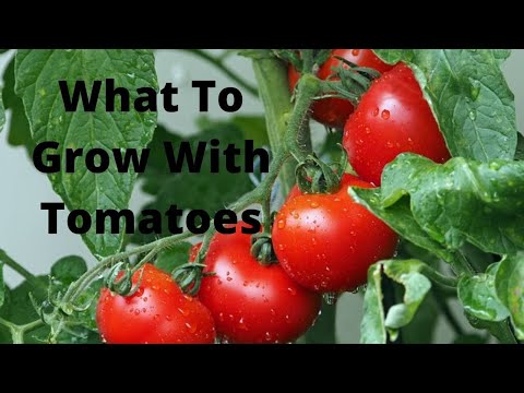 , title : 'Companion Planting Tomatoes (What Grows Well With Tomatoes)'