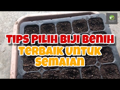 , title : 'TIPS TERBAIK Memilih BIJI BENIH Berkualiti & Terbaik Untuk Disemai'