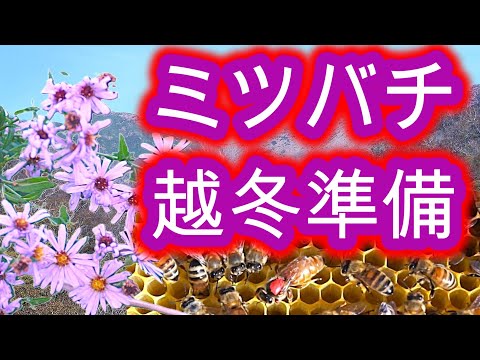 経済学科 晴蜂雨読 ㊶／ミツバチヘギイタダニの災いの下での越冬準備について (2024年10月、その2)／山崎亮一／日英字幕付き／Preparation for overwintering／Eng sub