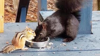 청설모와 맞먹는 다람쥐 쳐키 Chipmunk Chucky is not afraid of facing black squirrel