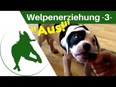 Welpenerziehung Teil 3 - "AUS!" - 1/2 - Anleitung für die ersten Schritte