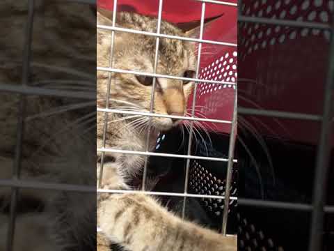 Rosie kitten🐈meowing while going to vet and trying to escape