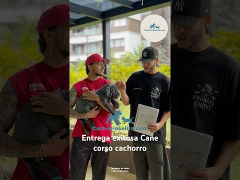 Entrega exitosa en El Retiro, Antioquia de cachorro Cane Corso 🐶 | Cachorros Élite 🐾