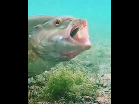 Veja como peixe ataca isca debaixo de &agrave;gua #Shorts