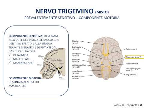 La mascella inferiore artrite congiunta Cause di dolori articolari negli uomini