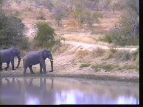 Elephant Bulls Pay Lions a Visit - Djuma 07/03/07