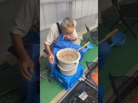 This is how Japanese koi get so big #koi #fish #japanesekoi #koifarm #koifish