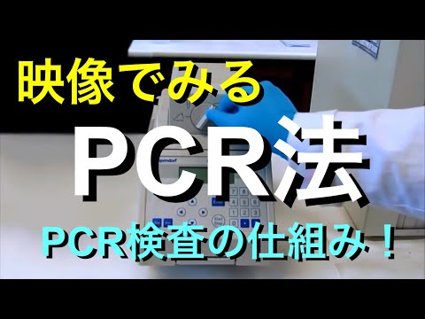 ミクロプテリ科について詳しく解説