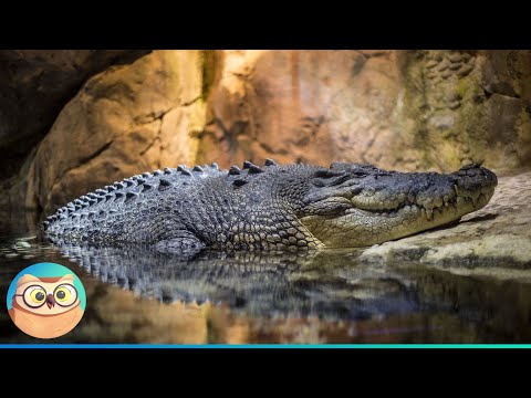 image-Are crocodiles related to dinosaurs?