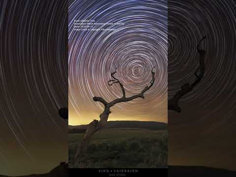 South Celestial Tree