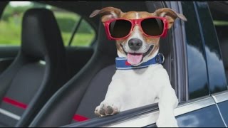 Safety tips for long distance road travel with pets