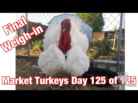 YouTube video about: How much do a turkey bag weigh?