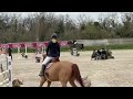 Cheval de compétition 8 ans - Pro 2, Amateur Élite