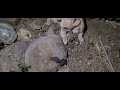 Cat Found A Bat