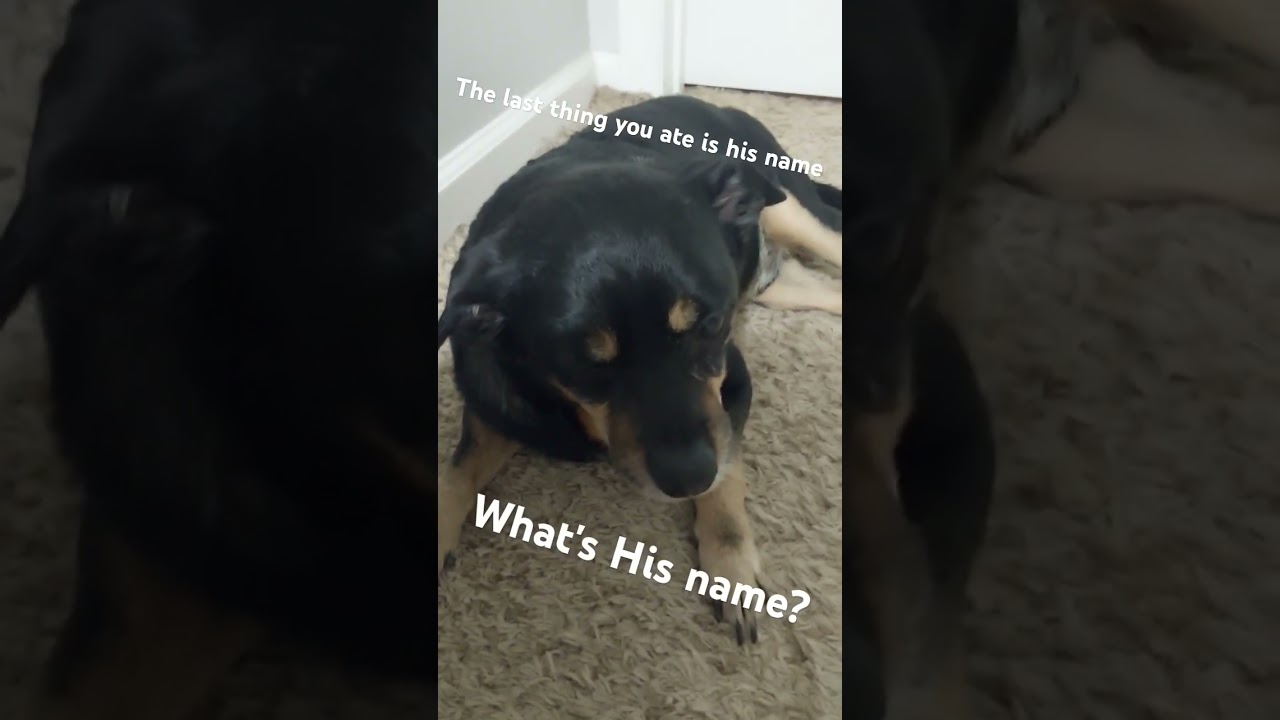 Whats His name? #funny #animalmeme #dog #memes #dogmeme #funny #cute #trending