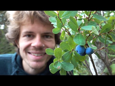 Die Rauschbeere - Ein psychoaktiver Mythos? - Standort, Merkmale, Inhaltsstoffe, Wirkung, Verwendung