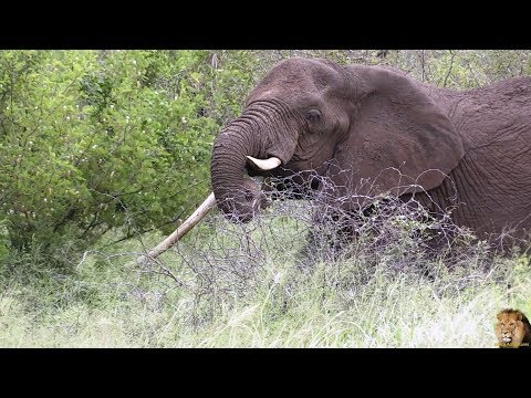 Strange Elephant Cow - Large Tusker Called Jubilala
