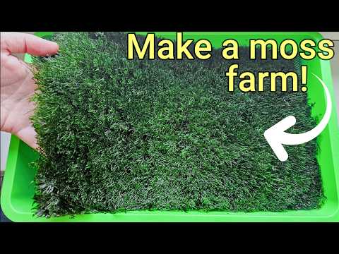 ZÜCHTEN SIE IHR EIGENES AQUARIUMMOOS! Schnell, einfach, sauber und günstig