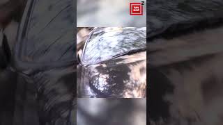 Download lagu John Abraham snapped with his pet outside office in Bandra #Shorts mp3 Download lagu John Abraham snapped with his pet outside office in Bandra #Shorts mp3