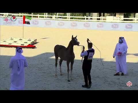 N.24 AYA AL HAWAJER - UAE National Championship 2020 - Yearling Fillies (Class 1B)