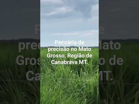 Pecuária de precisão no Mato Grosso, Região de Canabrava do Norte MT, #agro #boigordo #matogrosso
