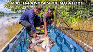 Download lagu 8 Days of predatory fish hunting nets 31 giant traps in Katingan, Central Kalimantan!! #KOOKIKO mp3