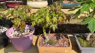 Natural State Bonsai Bench Tour March 2026