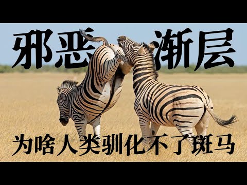 【不可驯化动物02】斑马有啥奇葩属性?为啥人类最后都没能驯化它?