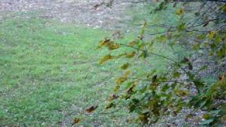 preview picture of video 'Tennessee Buck Shot With Vintage Bear Takedown.....No Visual Impact'