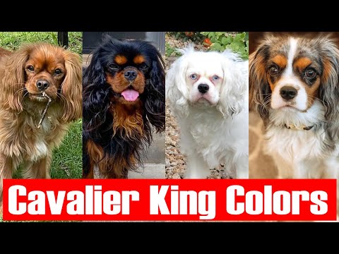 Types of Cavalier King Charles Spaniels colors and their role