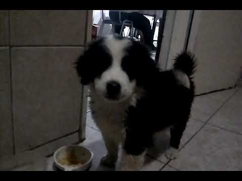 Border Collie Cachorro / Perros tiernos