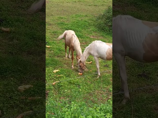 Poulain Pie Palomino de 2024