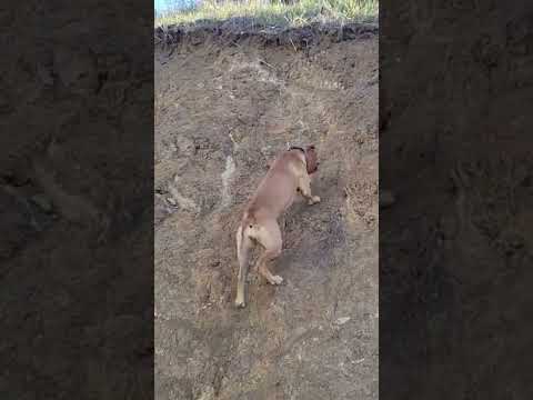 Redboy/Cottingham American Pitbull Terrier mountain climb in seconds. Apbt, Tom Garner game dog.