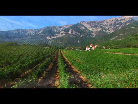 Ялтинские виноградники в 4K