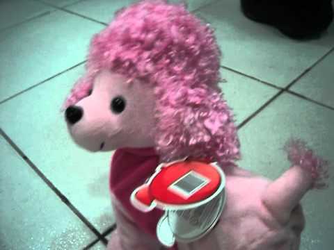 poodle rosa