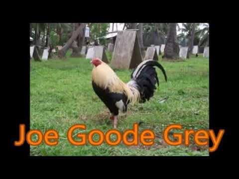 Gamefowl story 25 joe goode Grey