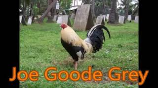Gamefowl story 25 joe goode Grey