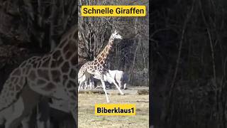 Giraffen beim Rennen.#animals #Tiere#zootiere