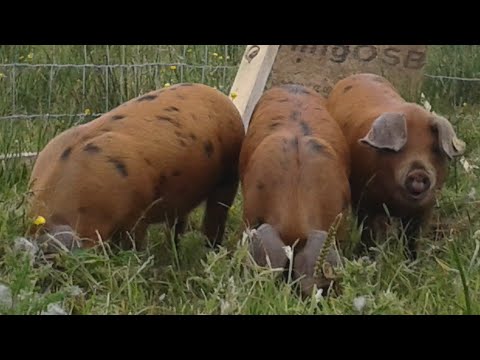 OSB (Rare Breed Pigs), enjoying a winter breakfast on the Isle of Lewis, Outer Hebrides.