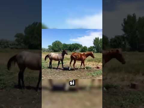 ⚠️ Se vedi questo sul cavallo… toglilo SUBITO
