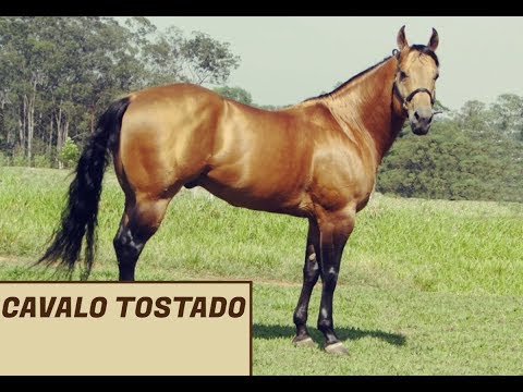 Cavalo Tostado video