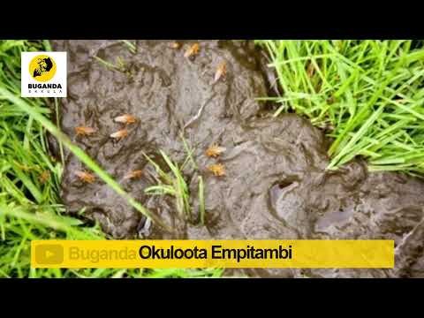 Okuloota Empitambi - Ebirooto Namakulu Gaabyo - Buganda Ekkula
