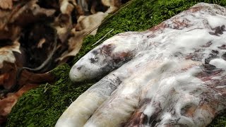 Antwood - IoT Integration