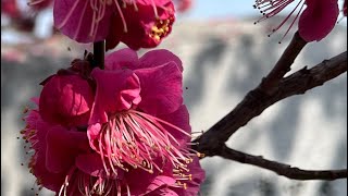 74 Koyamaji Temple Song