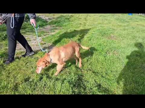 Vídeo de TUCKER