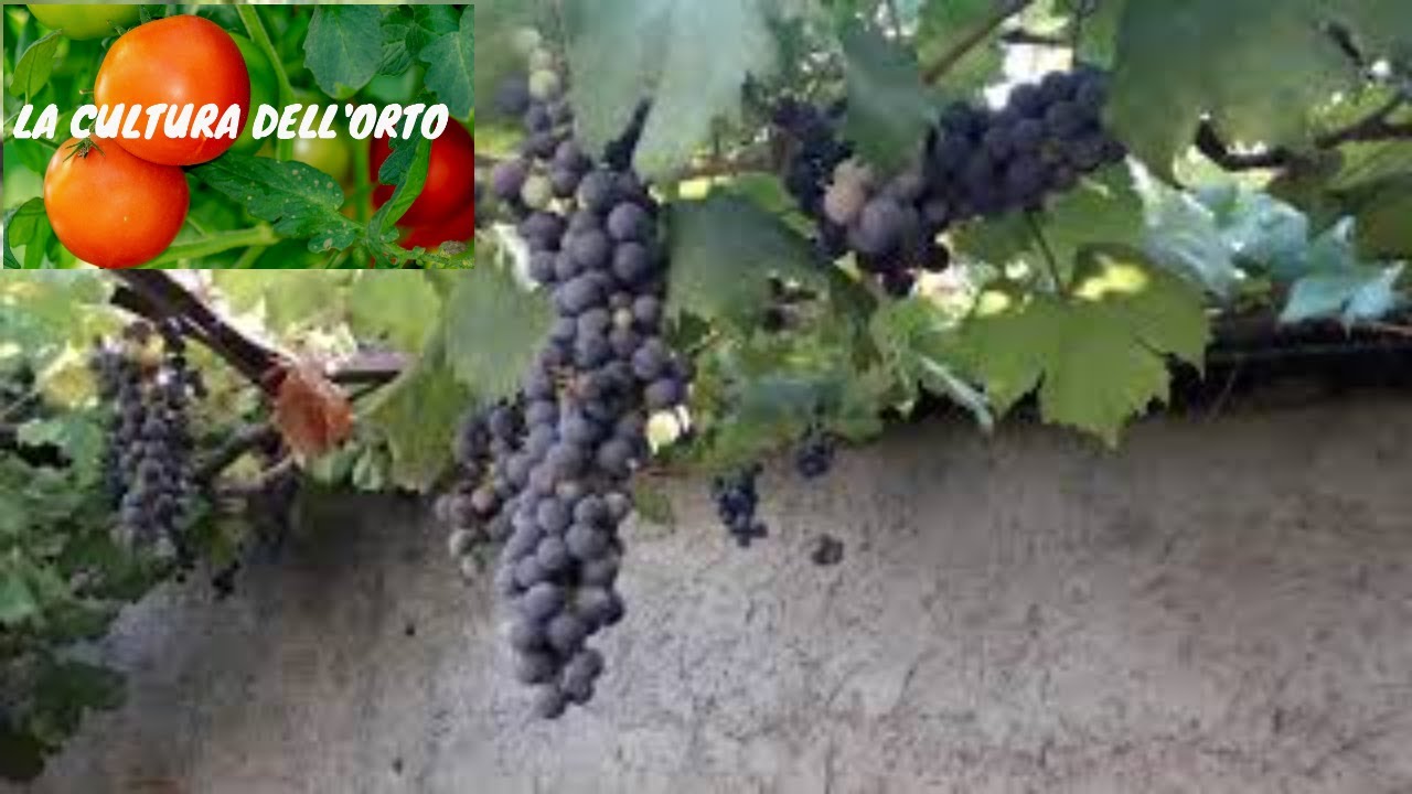 Watch Now Uva controllo maturazione: Piedirosso. (Maduración de la uva). (How to Ripen Grapes on the Vine). Uva controllo maturazione: Piedirosso. (Maduración de la uva). (How to Ripen Grapes on the Vine).